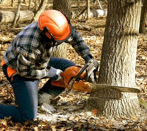 Tree Removal in Mount Judea, AR